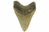 Fossil Megalodon Tooth - North Carolina #219944-2